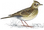 Skylark - one of the birds most at risk.  There's at least 23 others!